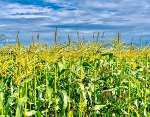 field of tall corn stalks under autumn sky