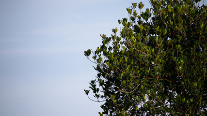 Detailed green tree top with blue sky background