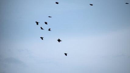 In the evening birds returing home