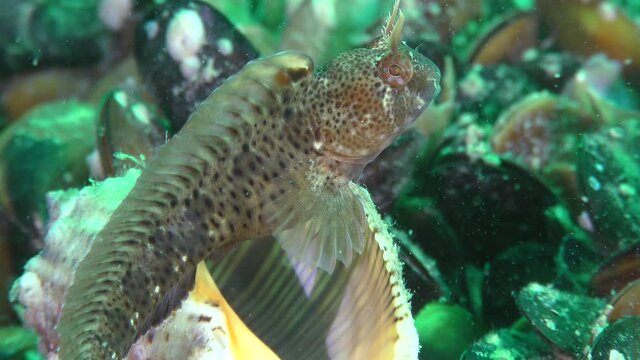 Male Tentacled blenny (Parablennius tentacularis) on the empty shell Veined Rapa Whelk (Rapana venosa), which is its nest.
