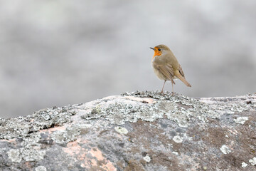 European robin