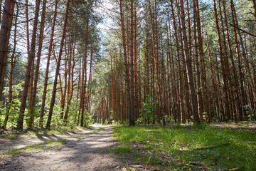 Obraz premium Summer green pine forest with high trees in a sunny day.