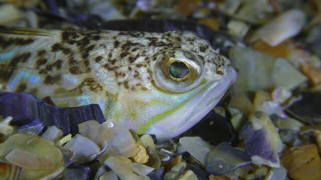 The toxic fish Greater weever (Trachinus draco) actively turns its eyes, portrait, side view.
