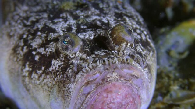 The poisonous fish Atlantic stargazer (Uranoscopus scaber) lies on the seabed and moves its eyes, extreme close-up.