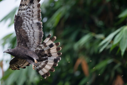 Buzzard bird fly in the forest