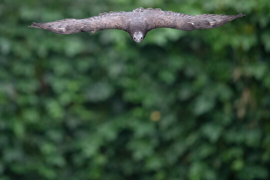 Buzzard bird fly in the forest