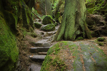 The hiking trail 