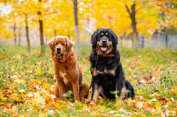 Two big dogs are sitting in the autumn park. Tibetan Mastiffs for a walk.