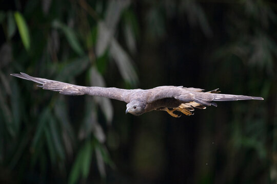 Buzzard bird fly in hte forest