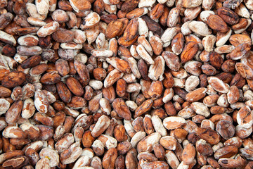 Background of natural dry cocoa seed  outdoor.