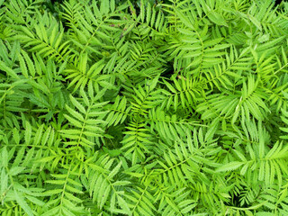 Backgroung of fresh leaf in outdoor garden.