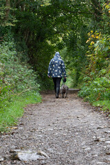 Obraz premium Dog walk in the woods.