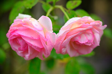 Zwei zarte Rosa Rosenblüten
