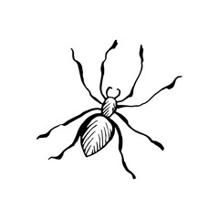 Halloween spider doodle element. Isolated vector illustration of insect