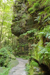 Fototapeta premium The hiking trail 