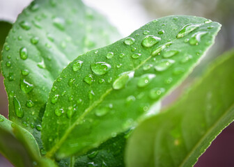 Water Drops on Green Leaf. Rain drops on Leaf