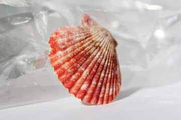 Part of the reef and shell in white background, texture