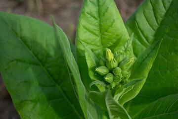 Opening green buds of tobacco flowers.