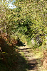 Chemin de randonnée dans le parc du Pilat