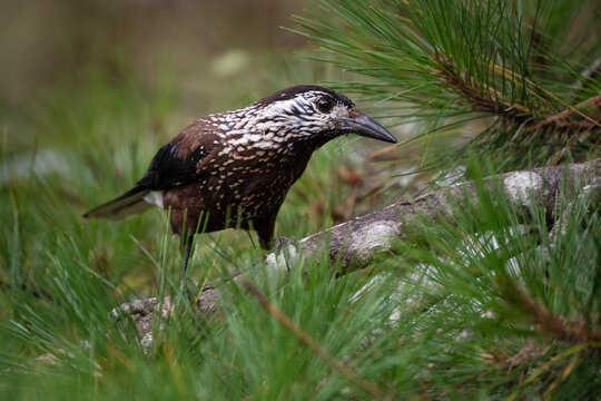 Taiwan Spotted Nutcracker in a pine tree
