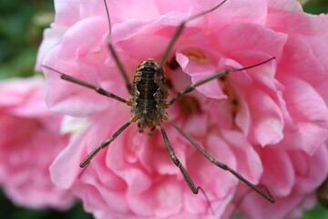 Spider sitting on a pink rose

