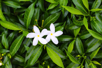 Fototapeta na wymiar Two white jasmine gerdenia crape flowers blooming top view on green leaves nature background