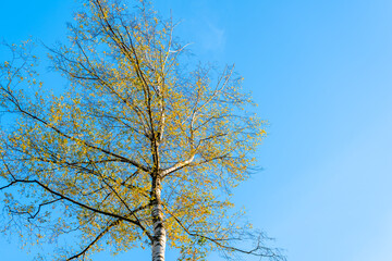 Autumn birch with half-fallen yellow leaves against a cold blue sky