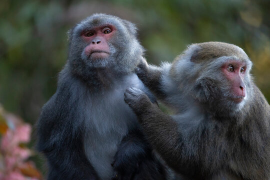 Two macaque monkeys