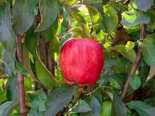 Big ripe red apple on the tree against the background of sun rays