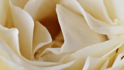 White rose in drops of water close-up.