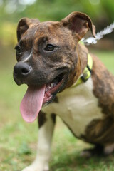 Pitbull dog with tongue out.