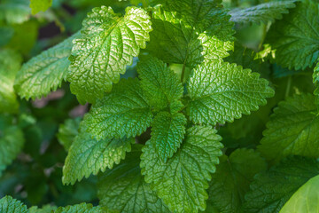 Green plant Melissa officinalis, lemon mint , growing in the background.