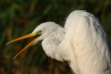Great egret or white heron. bird. Ardea alba.