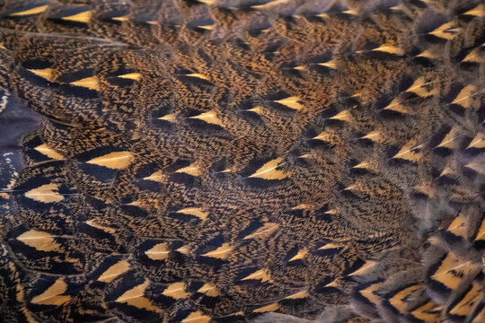 Close up of pheasants plumage