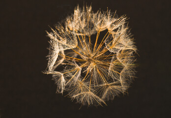 dandelion head in water drops. abstract background