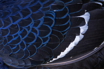 Close up of Mikado pheasant plumage