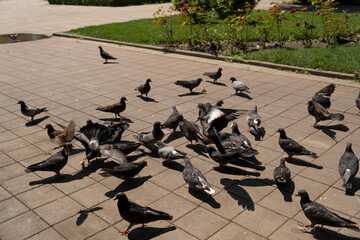 pigeons on the street