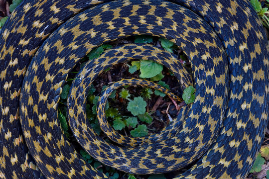 Asian Tiger Snake scales