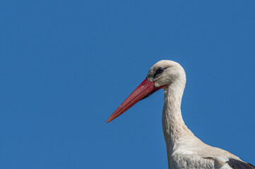 Weissstorch im Anflug