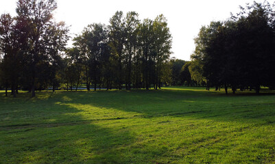 Fototapeta premium Top view of a beautiful grassy lawn in a summer park