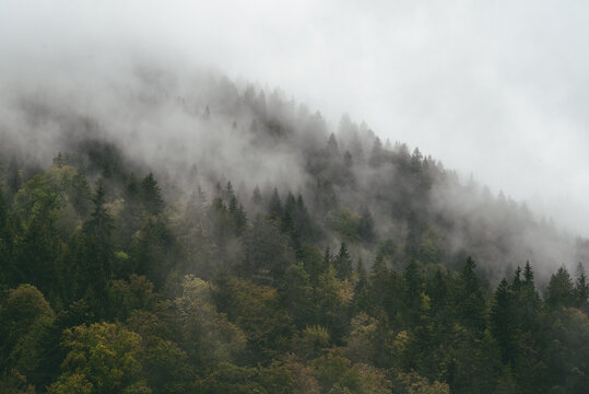Nebel h&auml;ngt in den W&auml;ldern