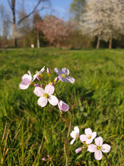 Primavera