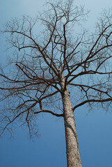 Trees in the deciduous season