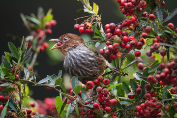 Bird feed in a red berry tree