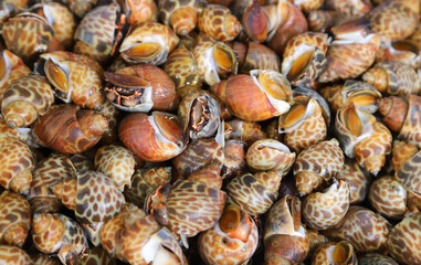 Closeup of fresh raw mollusks selling at seafood store.