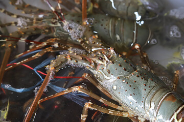 Closeup of fresh raw lobster in plastic box selling at seafood store.