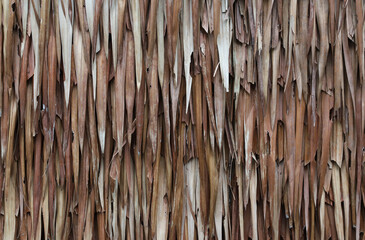 Fototapeta premium Closeup of dry brown leaves using as partition of local people's house.