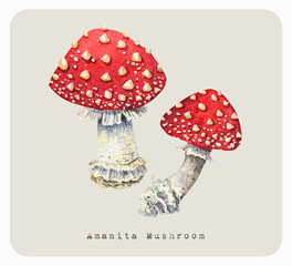 Watercolor illustration of mushrooms. Red amanita.