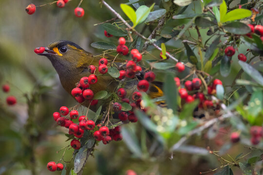Bird feed in a red berry tree