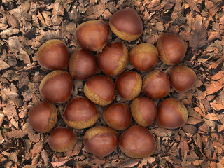 落ち葉と栗